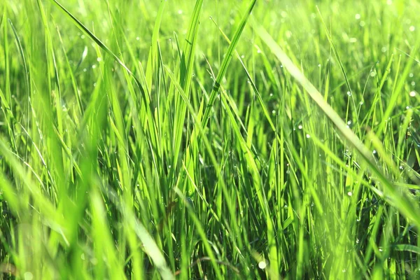 stock image Green grass with dew in the morning