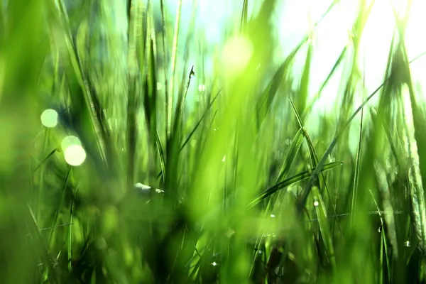 Zöld fű harmatos reggel Stock Kép