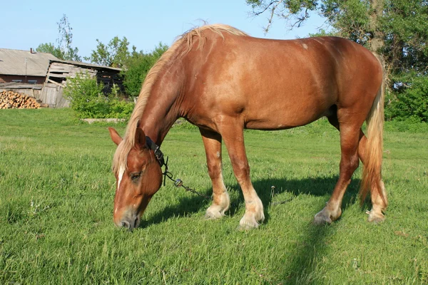 Сельская рабочая лошадь — стоковое фото