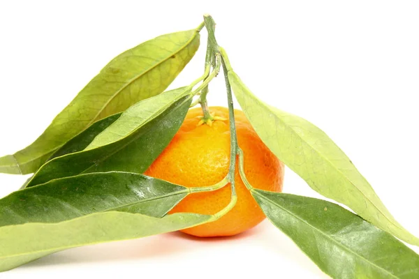 Сочный мандарин с зелеными листьями — стоковое фото