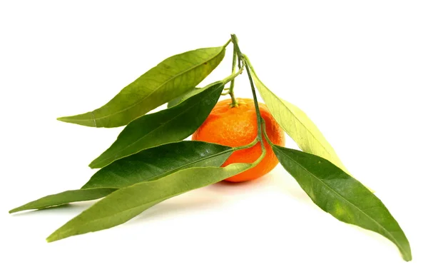 Mandarina jugosa con hojas verdes — Foto de Stock