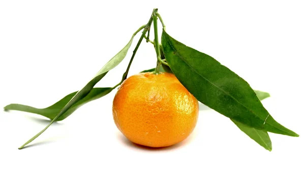 Сочный мандарин с зелеными листьями — стоковое фото