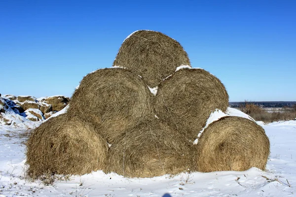 Выход сена зимой — стоковое фото