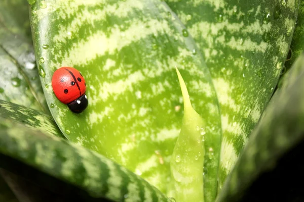 stock image Beautiful ladybird on the leaf ficus