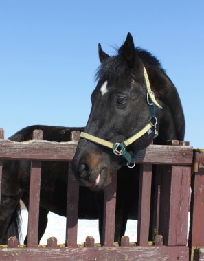 Portrait of a beautiful thoroughbred horse clipart