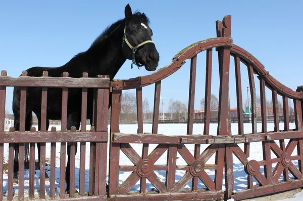 Retrato de un hermoso caballo de pura raza — Foto de Stock