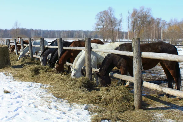 Někteří plnokrevných koní na farmě — Stock fotografie