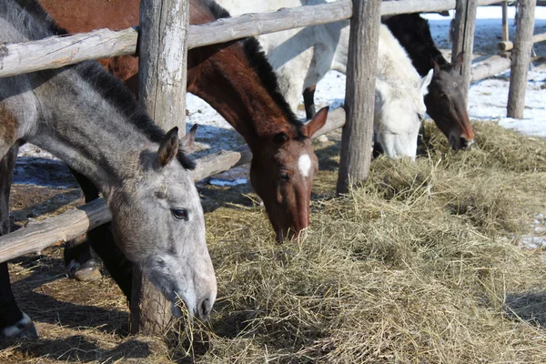 農場でいくつかのサラブレッドの馬 — ストック写真