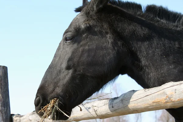 Portret van een prachtige volbloed paard — Stockfoto