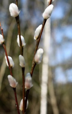 Beautiful spring willow branches clipart