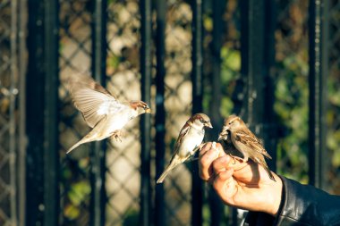 Man feeding sparrows clipart