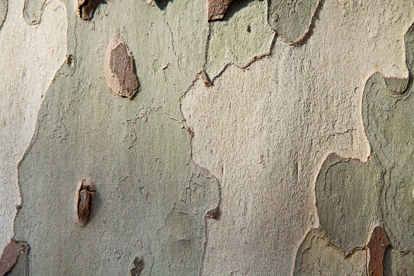 Platanus tree bark ideal for backgrounds and compositions — Stock Photo, Image