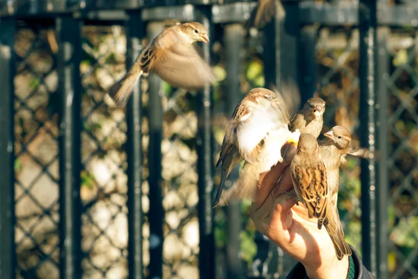 Gorriones comiendo de una mano humana con el movimiento borroso alas —  Fotos de Stock