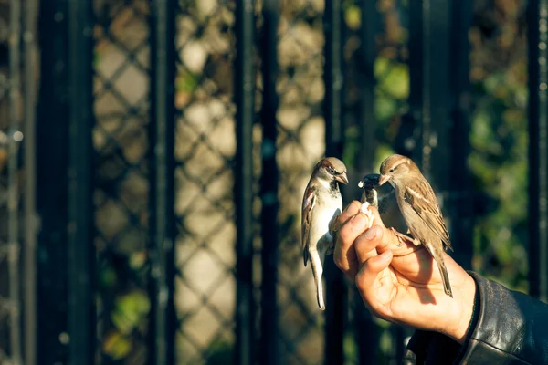 인간의 손에 서 있고 먹는 참새 — 스톡 사진