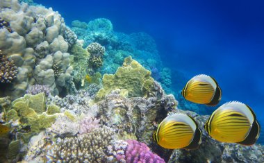 sert mercan resif sualtı hayatı