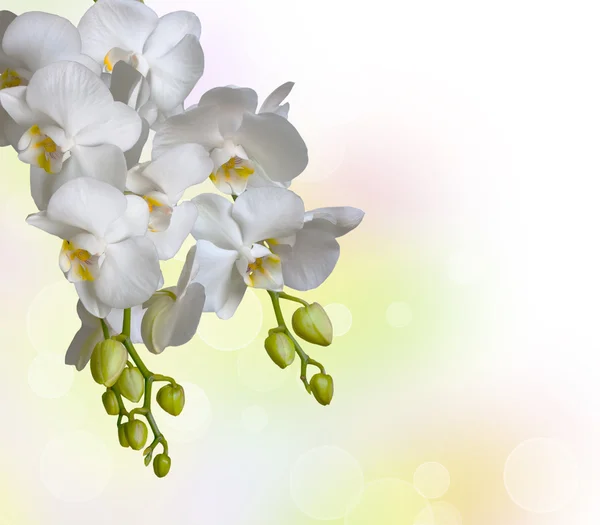 Schöne weiße Orchidee — Stockfoto