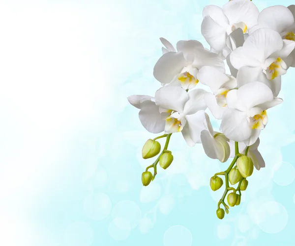 Gyönyörű fehér orchidea — Stock Fotó