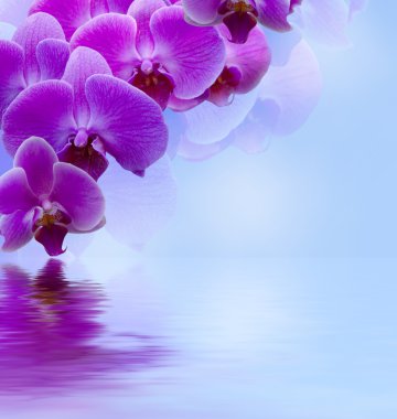 Beautiful lilac orchid clipart