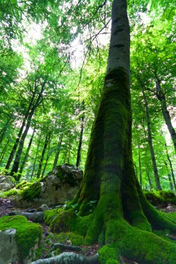 Old beech tree in a green forest clipart