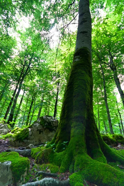 stock image Old beech tree in a green forest