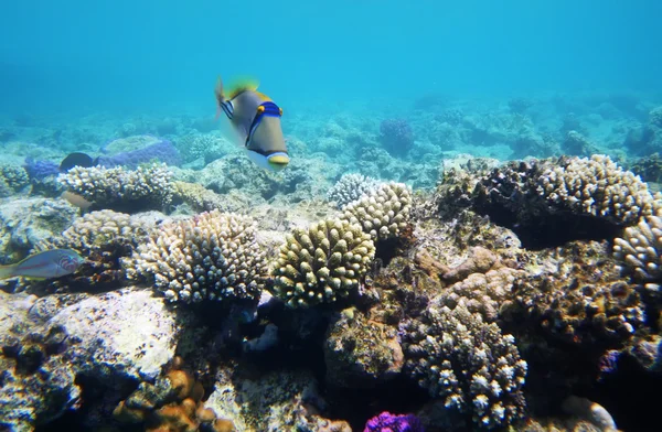 stock image Underwater life of a hard-coral reef