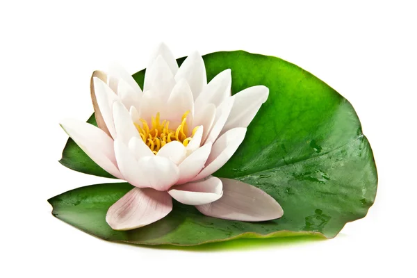 stock image White lotus on leaf