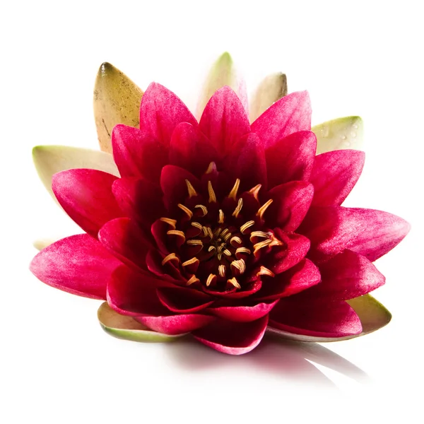 Lotus rose gros plan — Photo