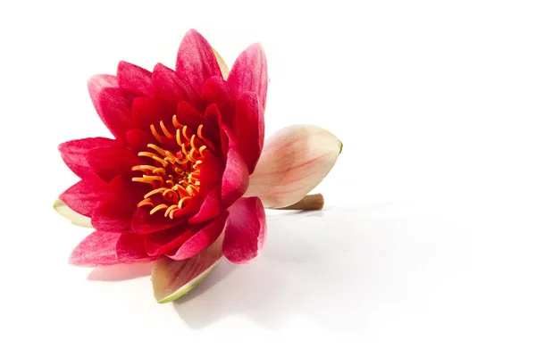 Rooskleurig water lily — Stockfoto
