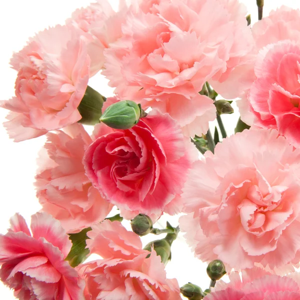 카네이션 꽃의 꽃다발 — 스톡 사진