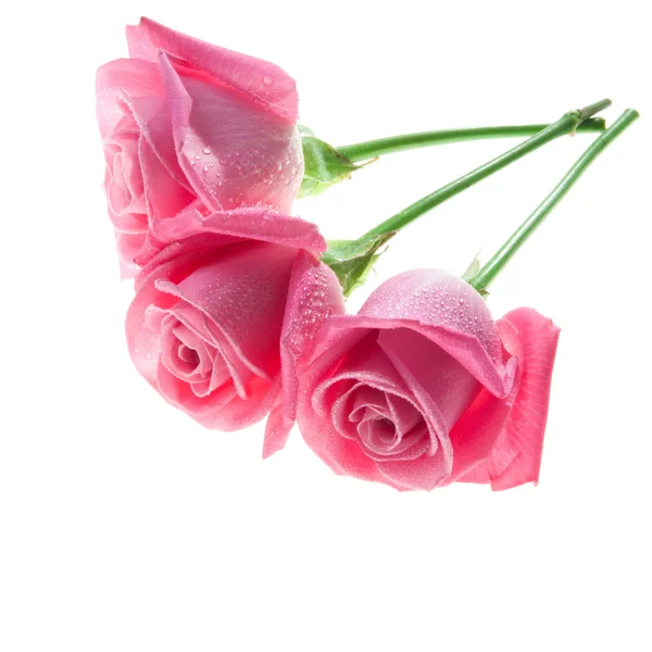 Три розовых розы изолированы на белом — стоковое фото