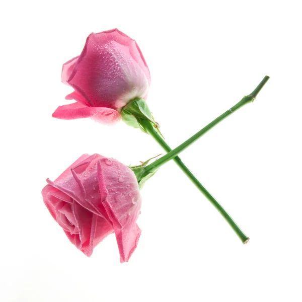 Скрещенные розы — стоковое фото