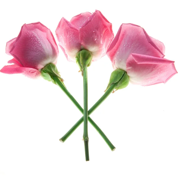Buchet de trandafiri — Fotografie, imagine de stoc
