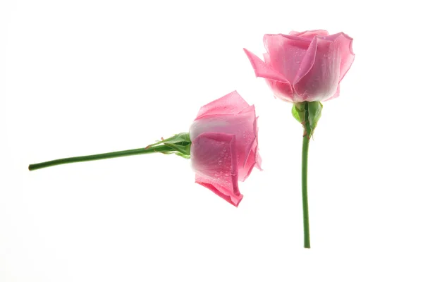 Trandafiri roz izolați pe alb — Fotografie, imagine de stoc