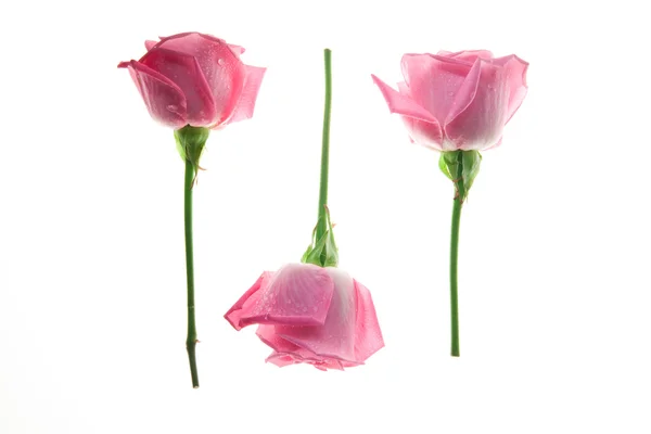Samenstelling van roze rozen — Stockfoto