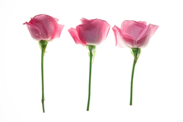 Три Валентина троянд — стокове фото