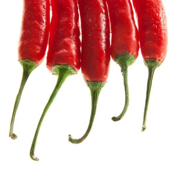 Elegantní chilli papričky — Stock fotografie