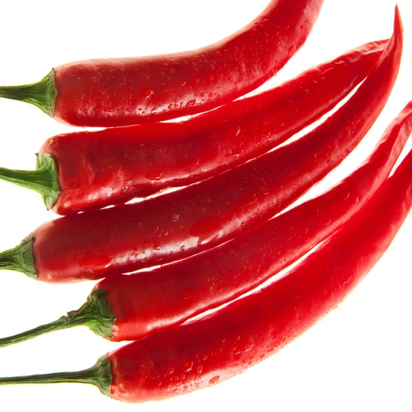 Dokonalé chilli na bílém pozadí — Stock fotografie