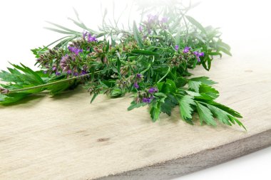 Chervil, parsley, oregano, thym clipart