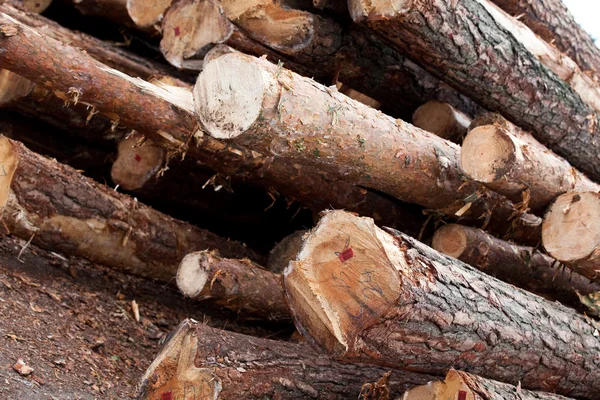 Pile of rough stumps — Stockfoto