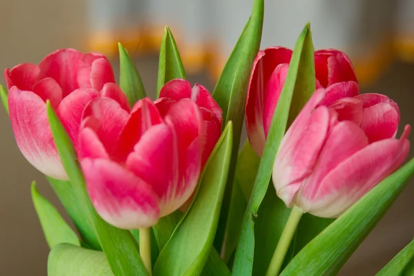 Tulips close up — Stock Photo, Image