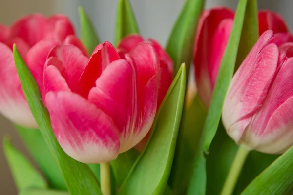 Bright red tulips close-up — Stock Photo, Image