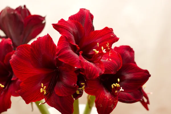 stock image Blooming red amaryllis