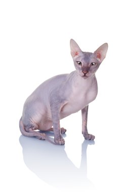 Cat of Don Sphynx breed clipart