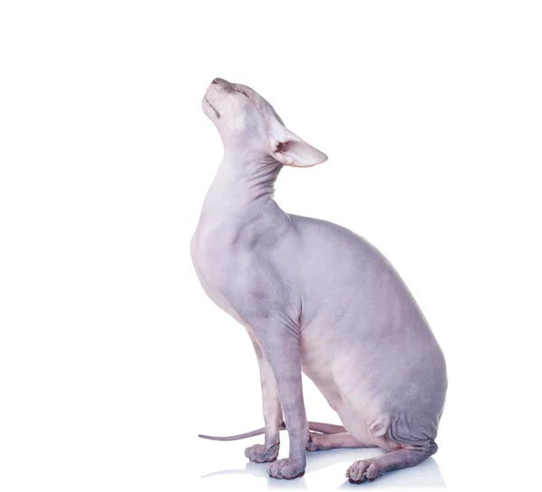 Cat of Don Sphynx breed — Stock Photo, Image