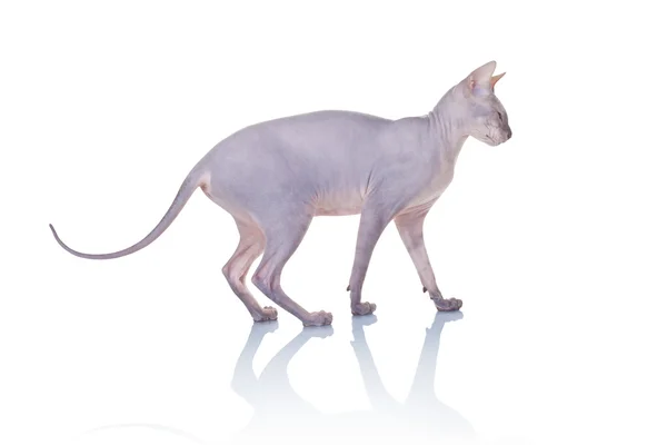 Cat of Don Sphynx breed — Stock Photo, Image