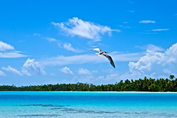 Blå lagunen och poti marara båt — Stockfoto