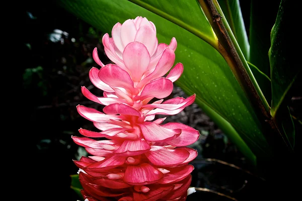 Tahiti Nature — Stock Photo, Image