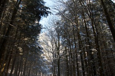 Doğa ve kış