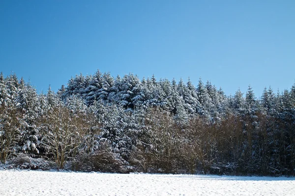 Природа и зима — стоковое фото