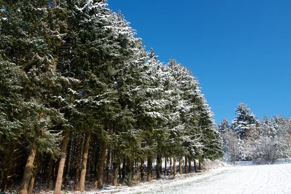 Naturaleza e invierno — Foto de Stock